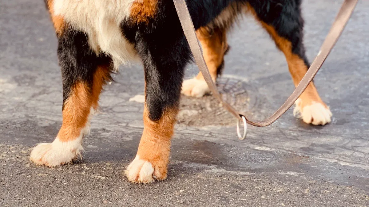 Dog harness materials and hardware checks