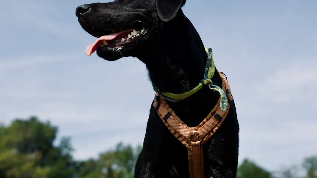 Dog collars type comparison