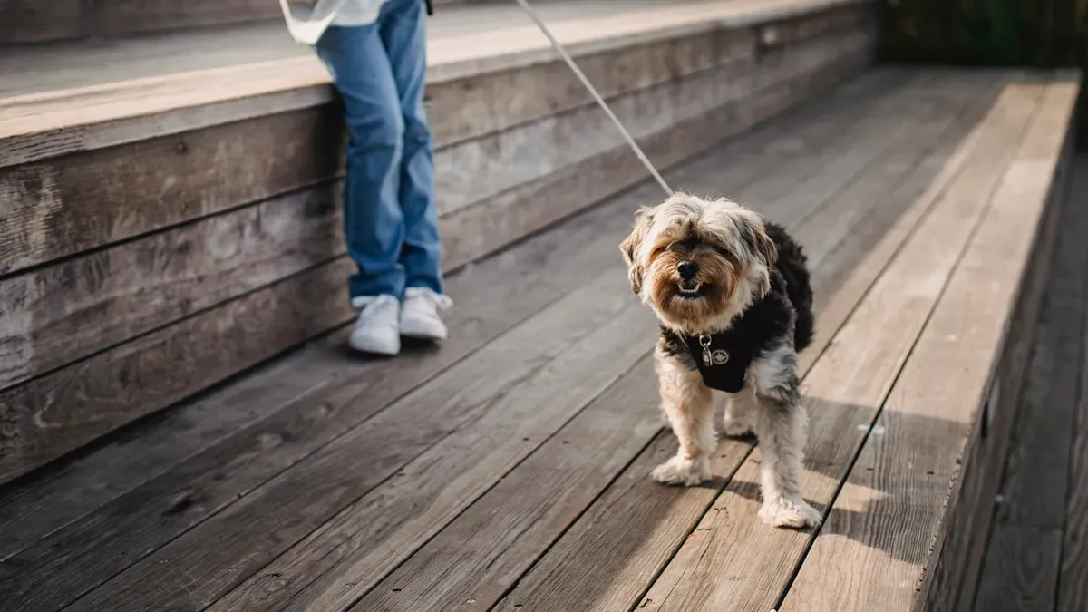 Key Features for Dog Safety and Comfort