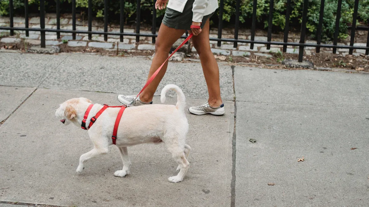 Hands-free body leash system with waist belt and dog harness