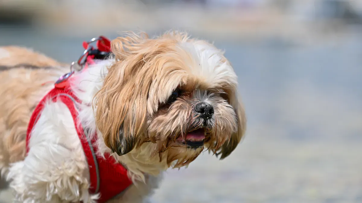 Dog harness fit checks for neck, chest, and shoulder clearance