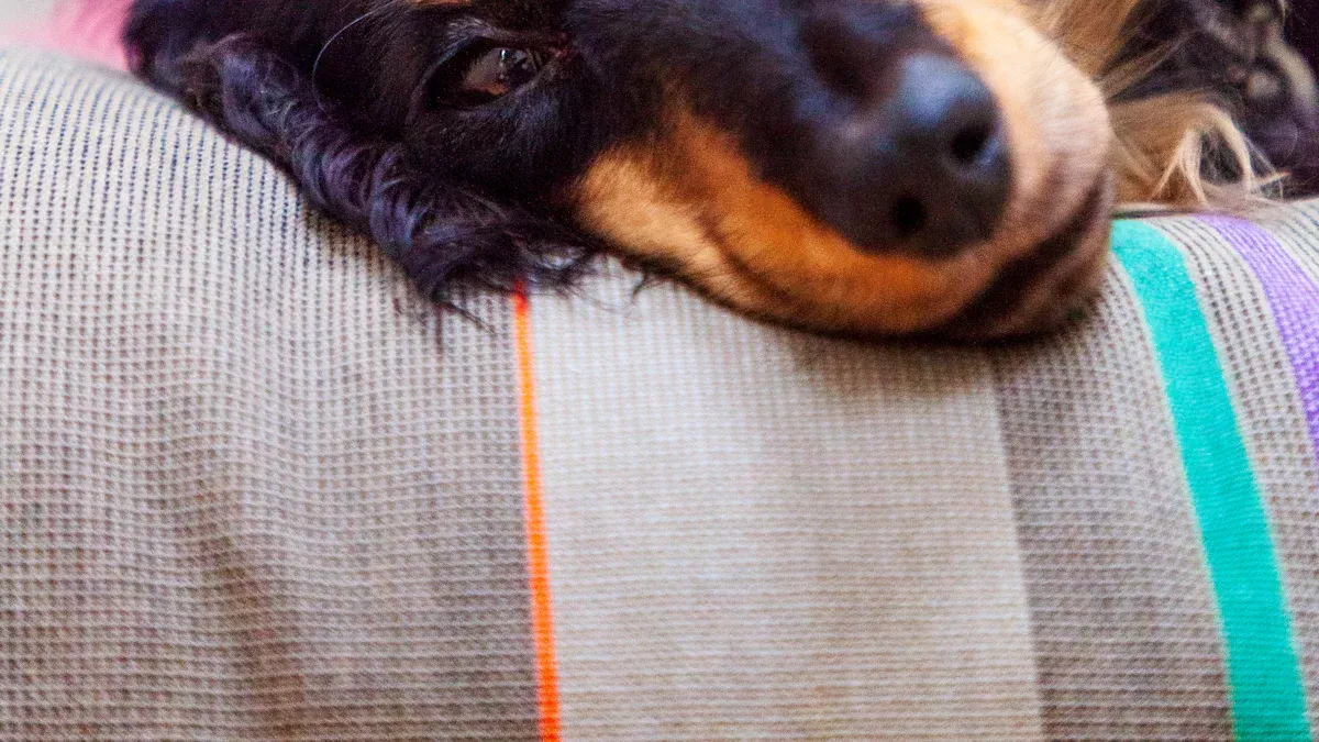 Back seat hammock cover size and fit checks