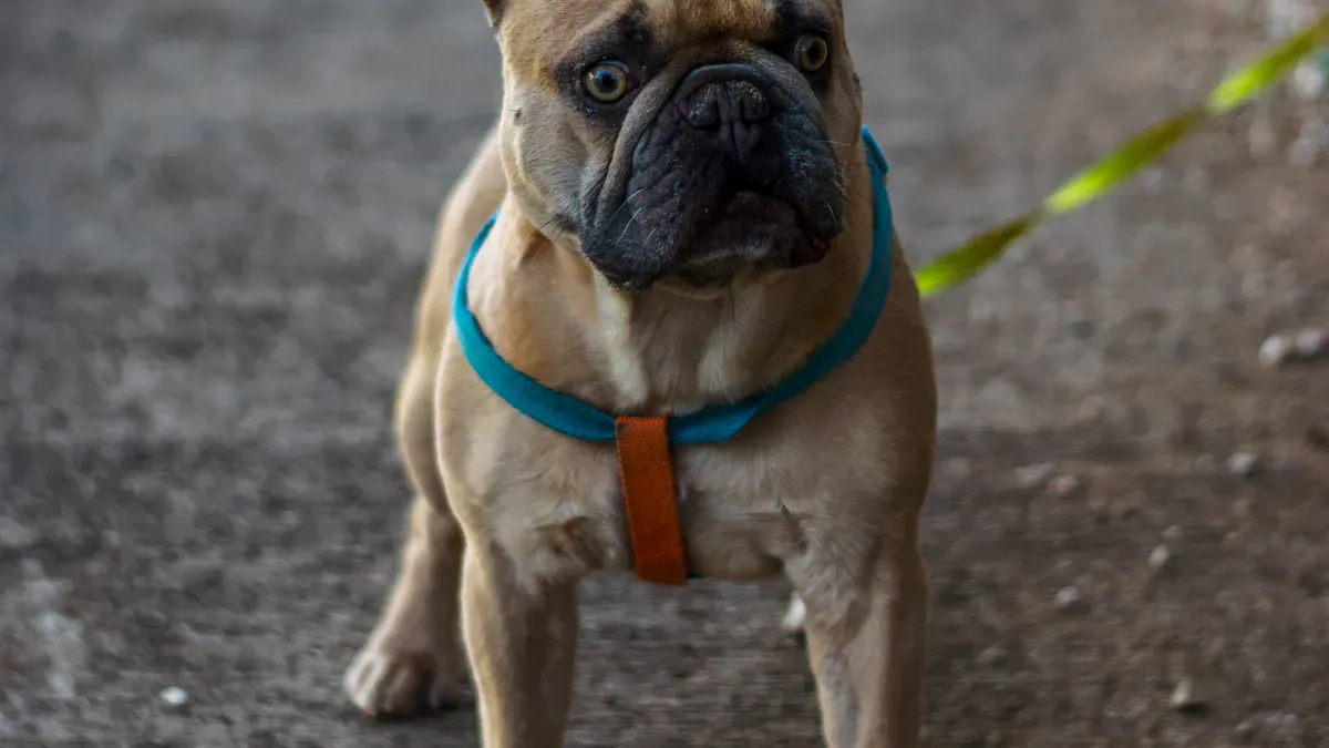 Best Dog Harness for Bulldogs: Key Features and Materials