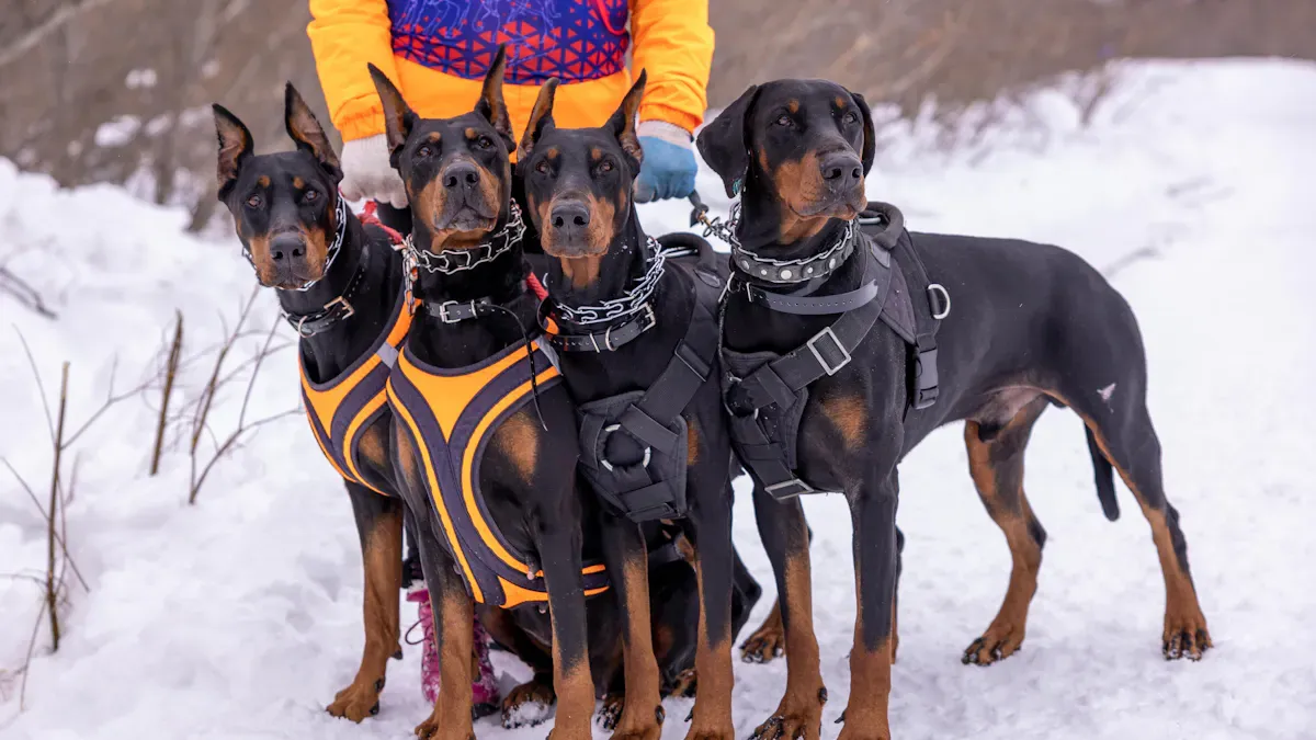 Best Dog Harness Fit: Signs of Failure and Fixes for Strong Dogs