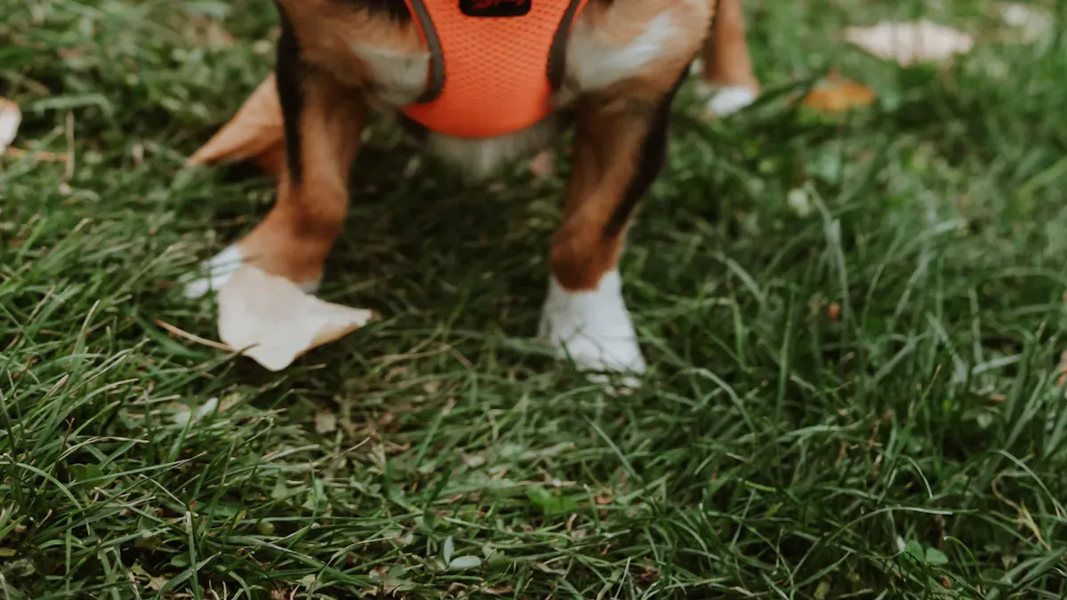 Leash Details in a Small Dog Harness and Leash Set