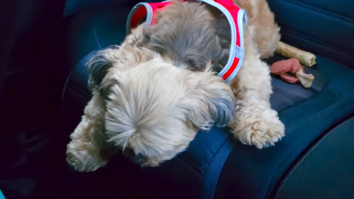 Dog Car Safety Features and Common Mistakes