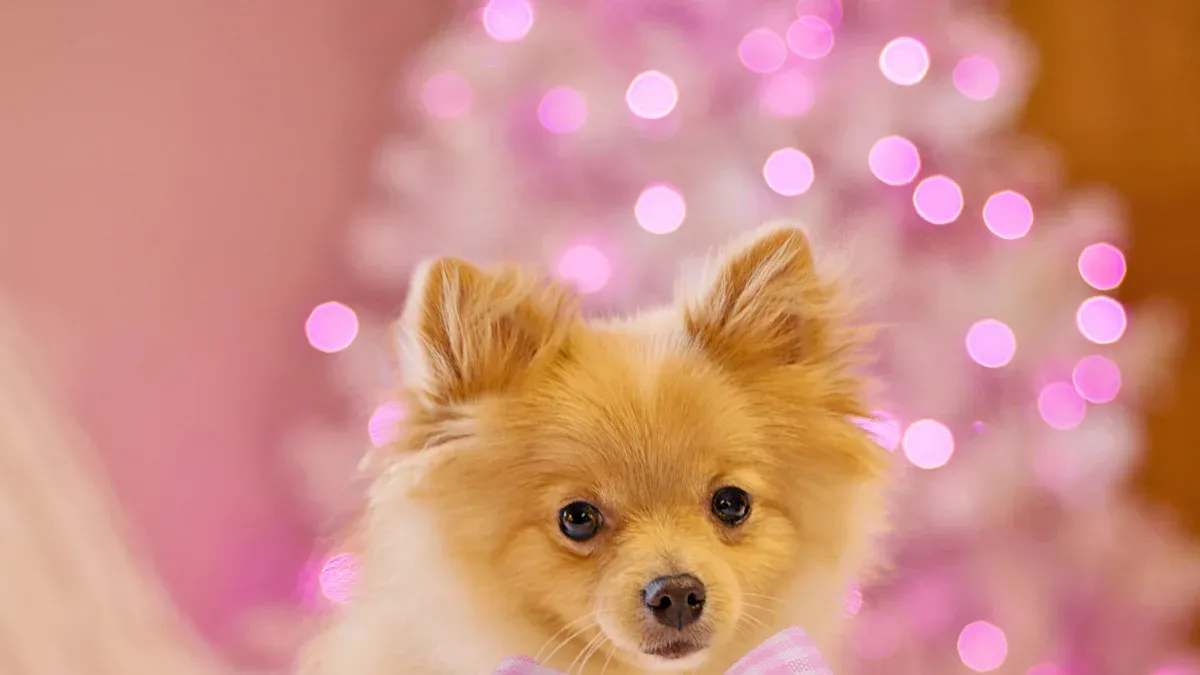 custom pet gifts
