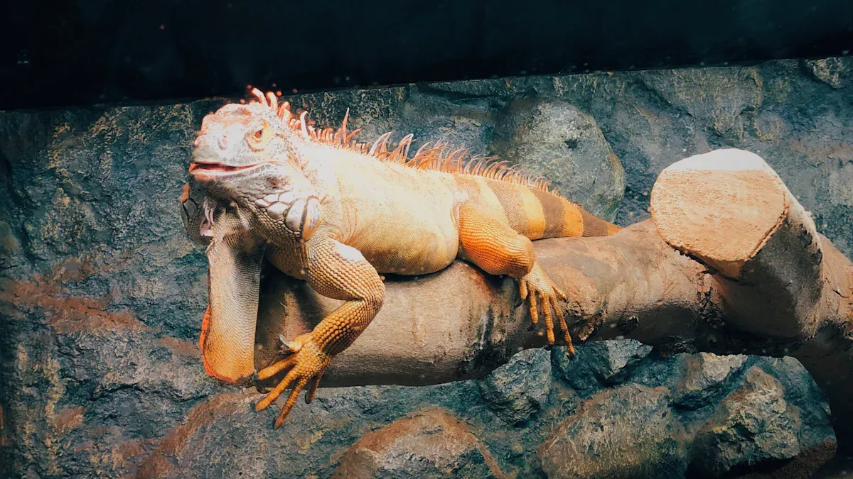 Best Heat Lamp Recommendations