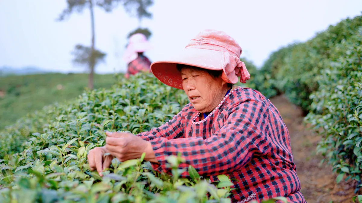 A Taste of China: Safely Shipping Snacks, Tea, and Packaged Foods to Asia