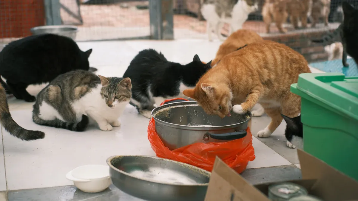 Cat Feeding Methods Compared Scheduled Feeding and Free Feeding in 2025