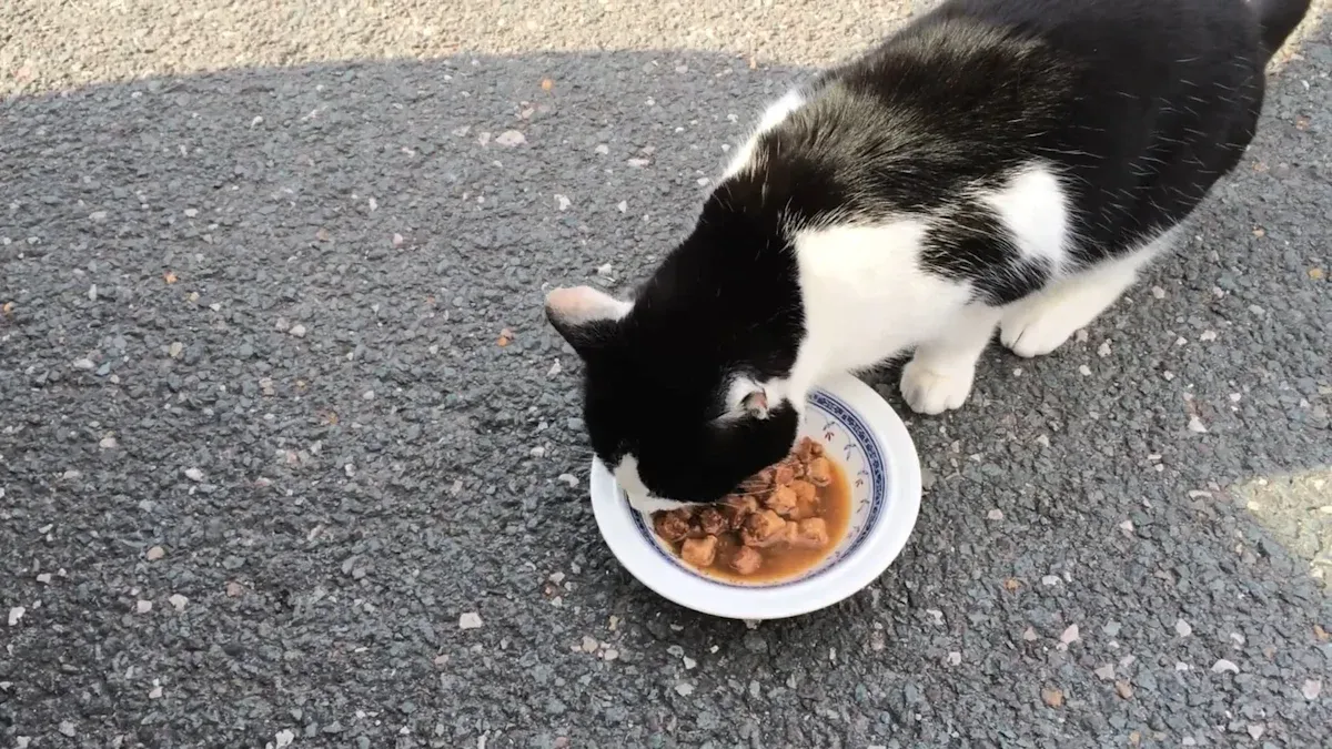 Dürfen Katzen Reis essen?