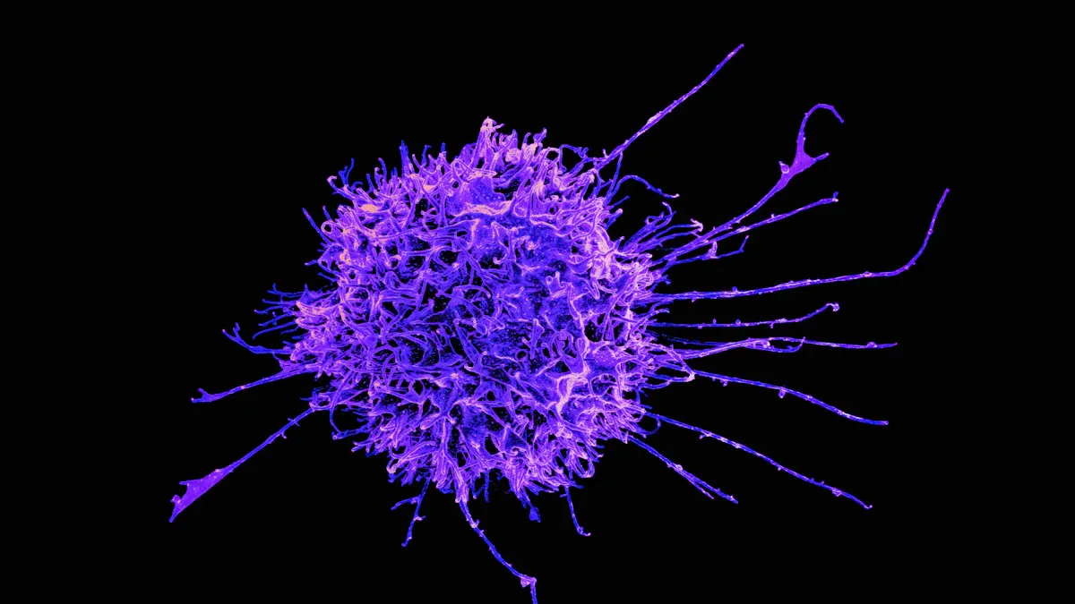 Zinc's Direct Impact on Immune Function | Immune System Resilience
