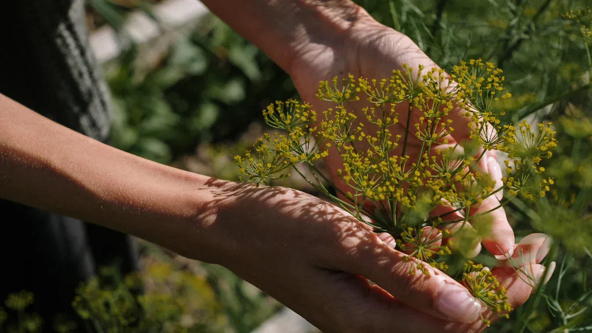 Top Herbs for Sexual Wellness