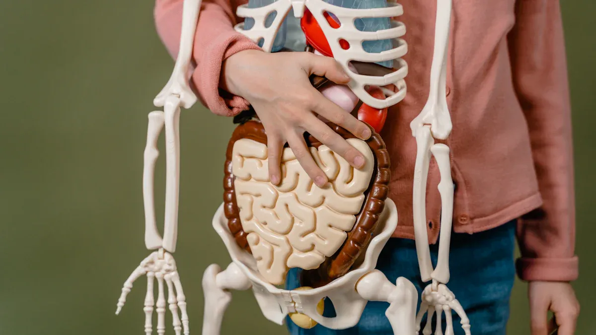 Understanding Your Natural Defenses