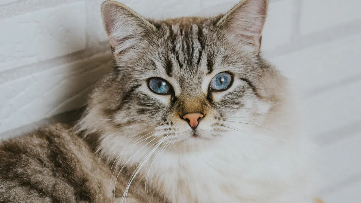 Your Guide to the Top 10 Cat Starter Kit Essentials