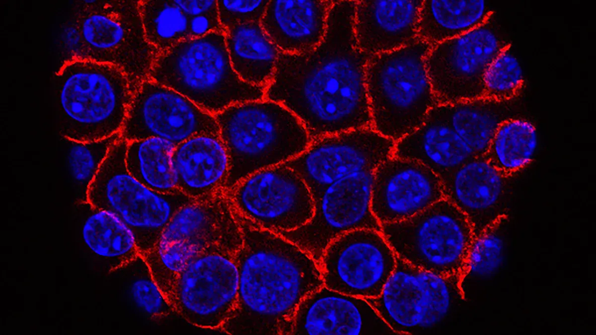 Cell Adhesion Basics