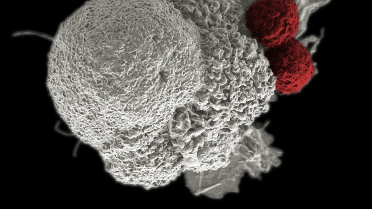 How the Immune System Interacts with Cancer