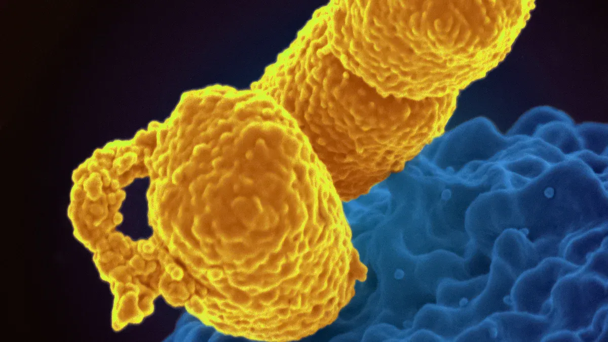 Honeybee Venom Cancer Research