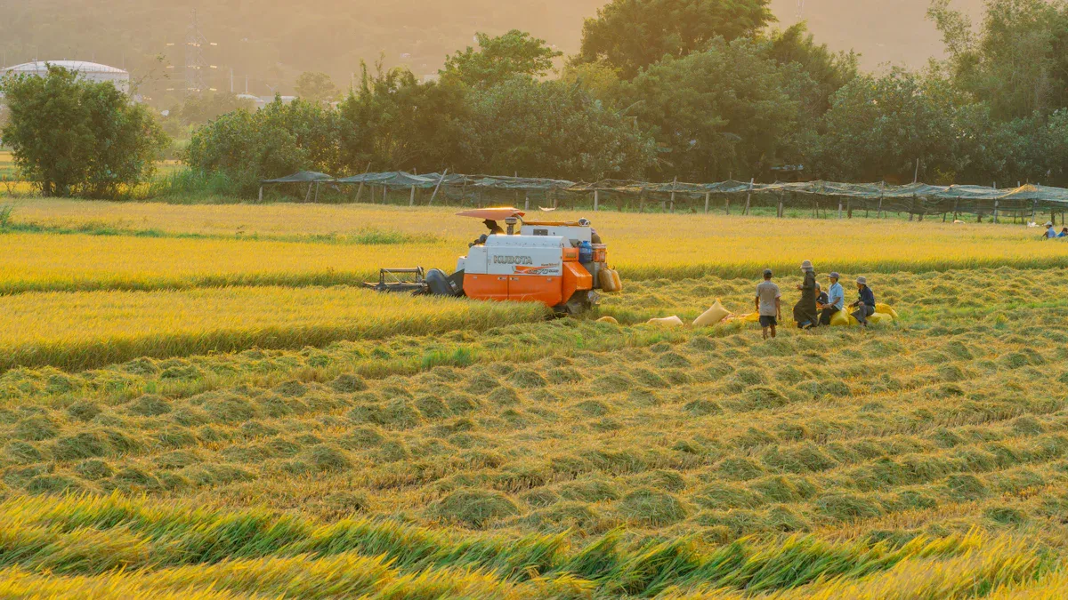 Big Rice Mill Equipment Types