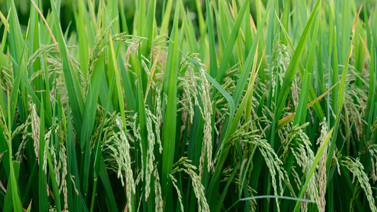 Rice Silky Polisher Benefits