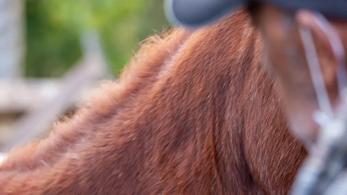 Why digital X-ray is so important for Equine Veterinarians