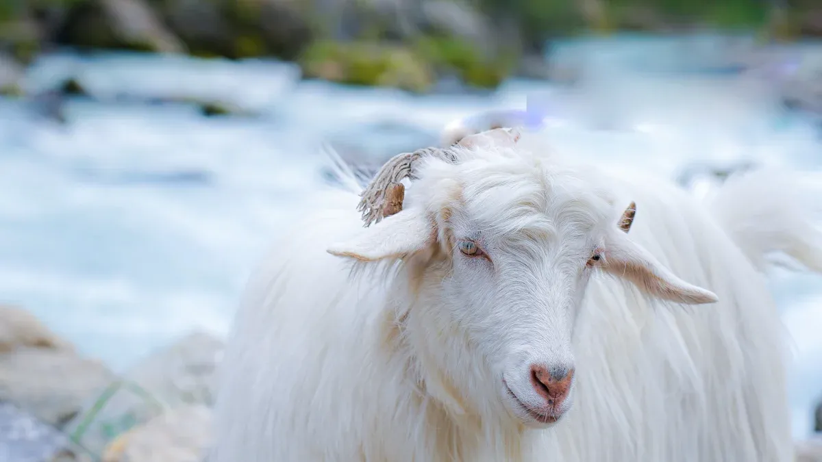 Cashmere