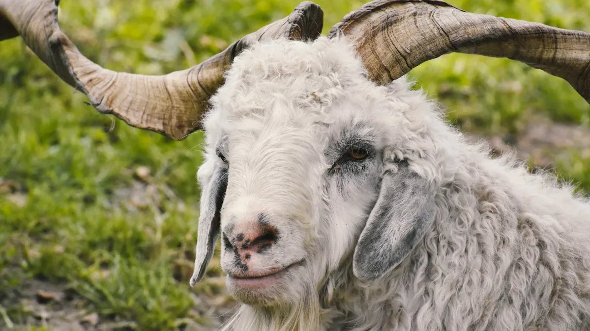 cashmere vs wool comparison