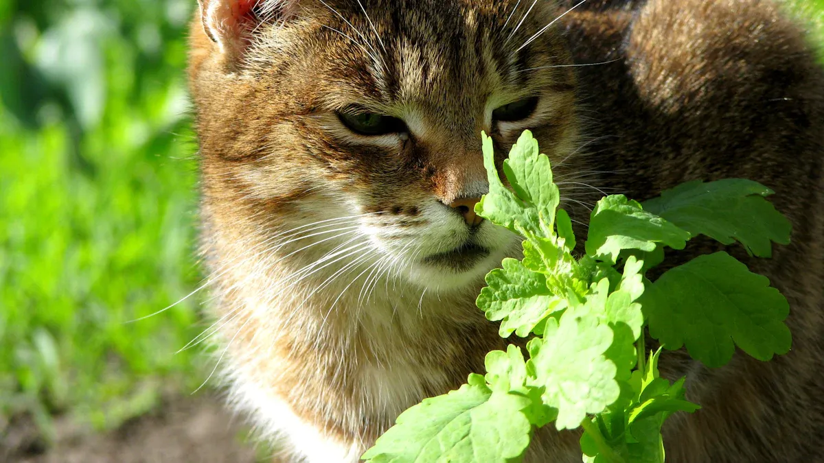 Catnip Basics