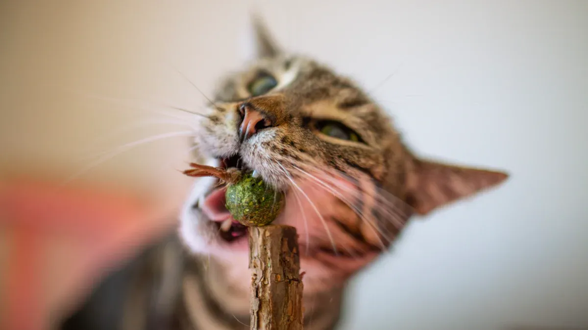 Catnip Ball Toy