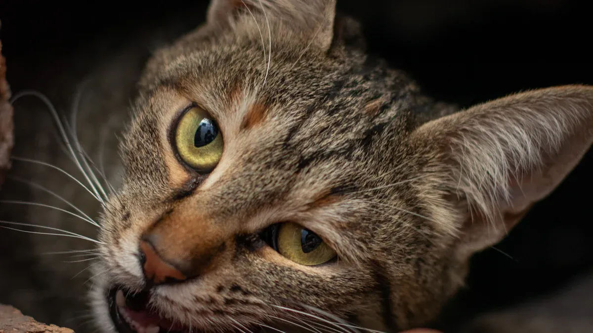 Catnip Ball Toy