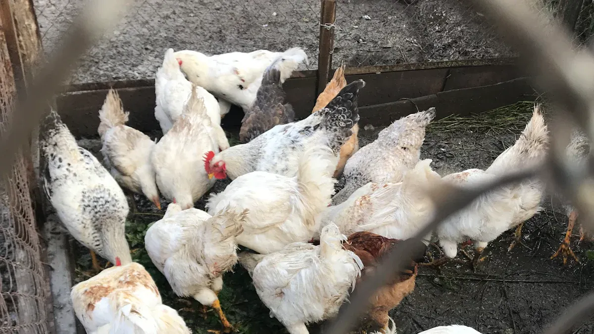 Operating Chicken Plucker