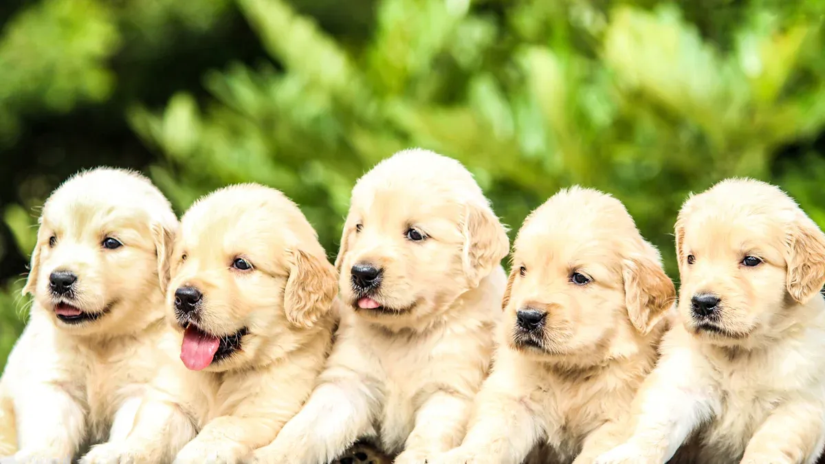 The Cutest Dog Breeds in the World