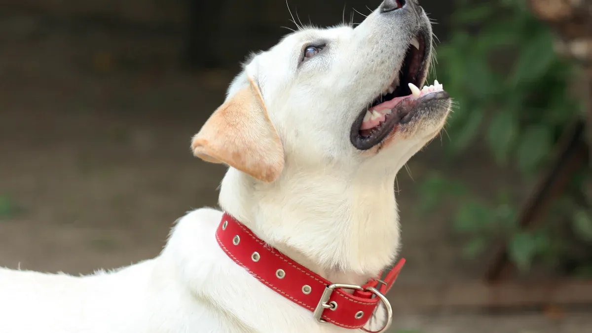 Top 10 Unique Dog Necklaces with Name Engraving in 2025