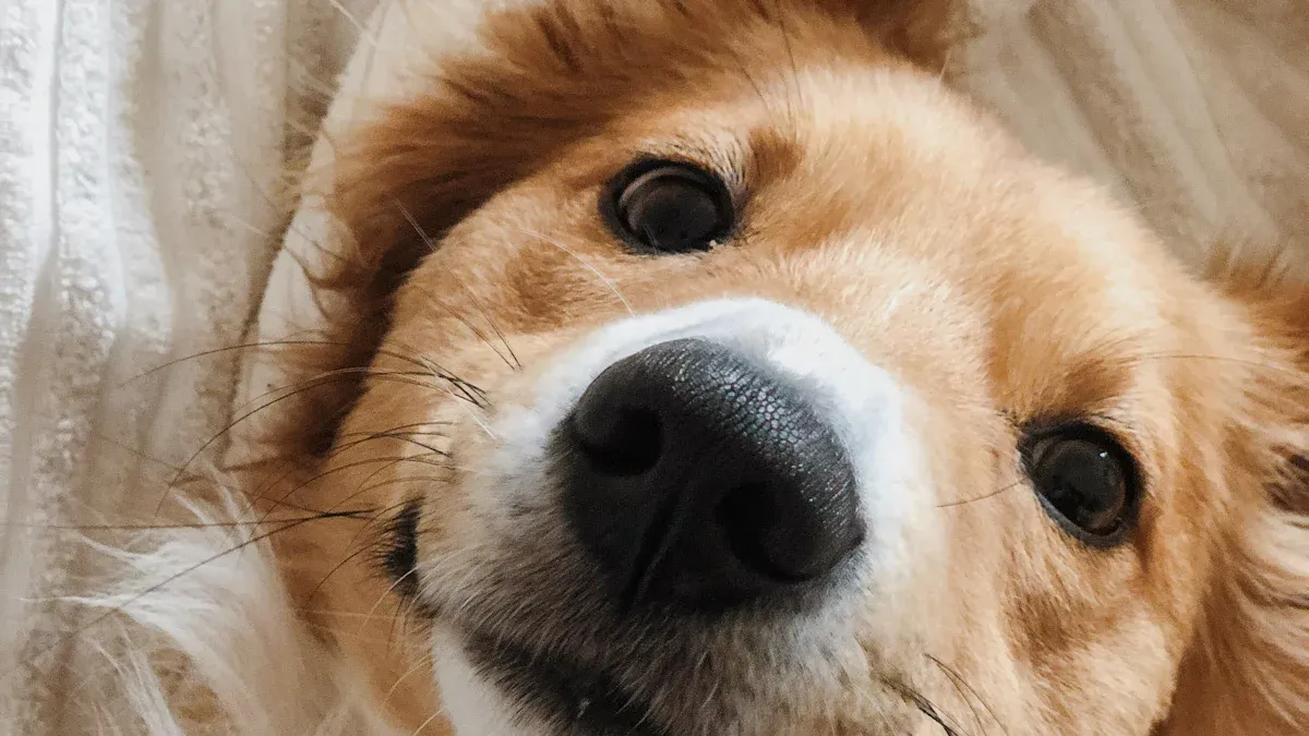 The Ultimate List of the 35 Cutest Dog Breeds for 2025