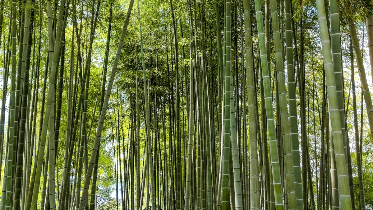 Comparing Bamboo vs. Wood Pulp