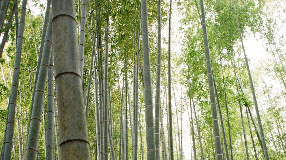 Why Switch to Sustainable Paper Towels?