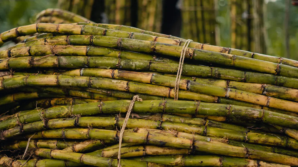 What Is Sugarcane Bagasse?
