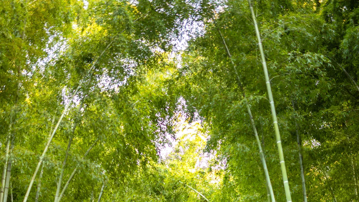 Bamboo Toilet Paper Benefits