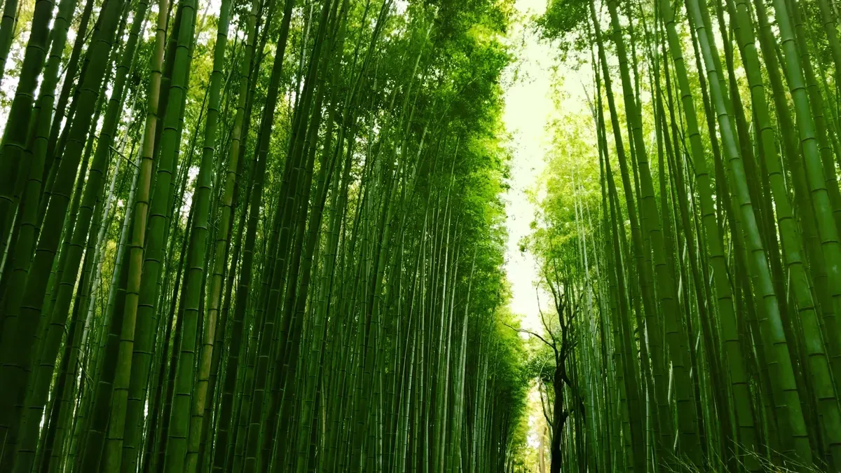 Bamboo Toilet Paper and Forest Protection