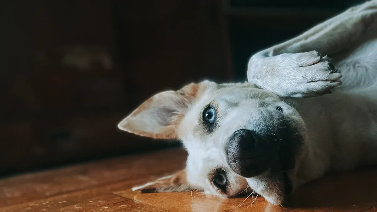 What Is The Impact Of Early Parvo Detection?