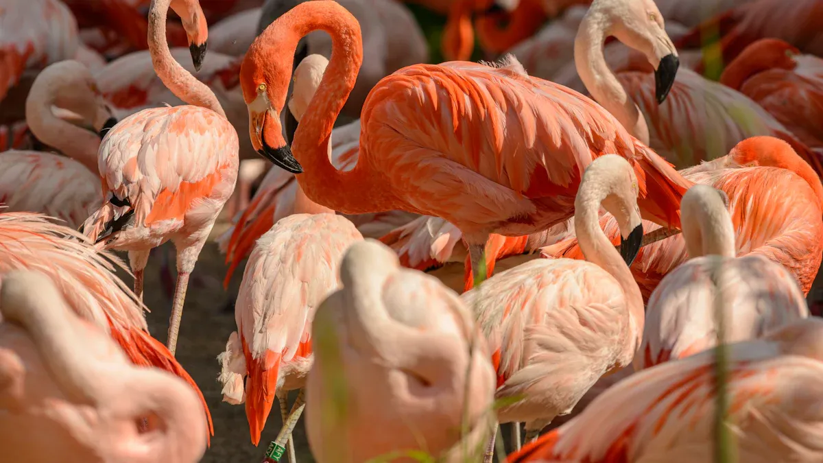 Why is Candida Albicans a concern for flocks?