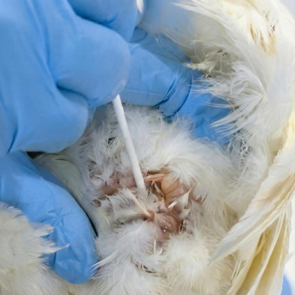 Traditional Salmonella Detection Challenges