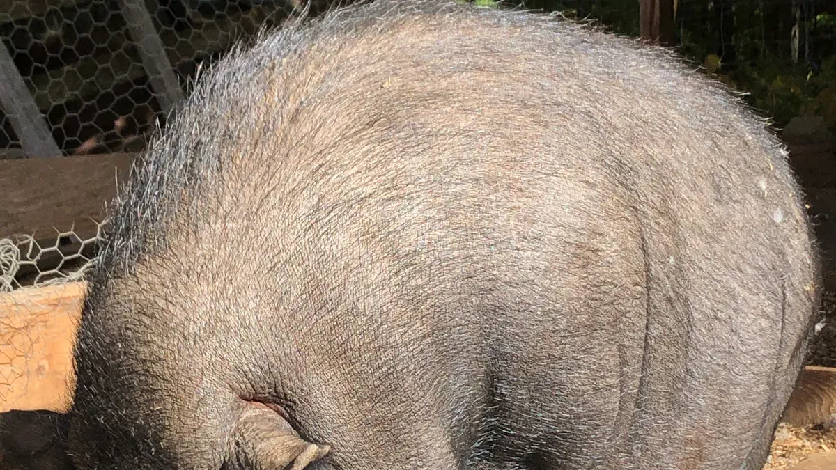 Why Is Lab Testing Essential for Classical Swine Fever?