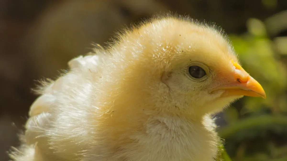 Candida Infections in chicken