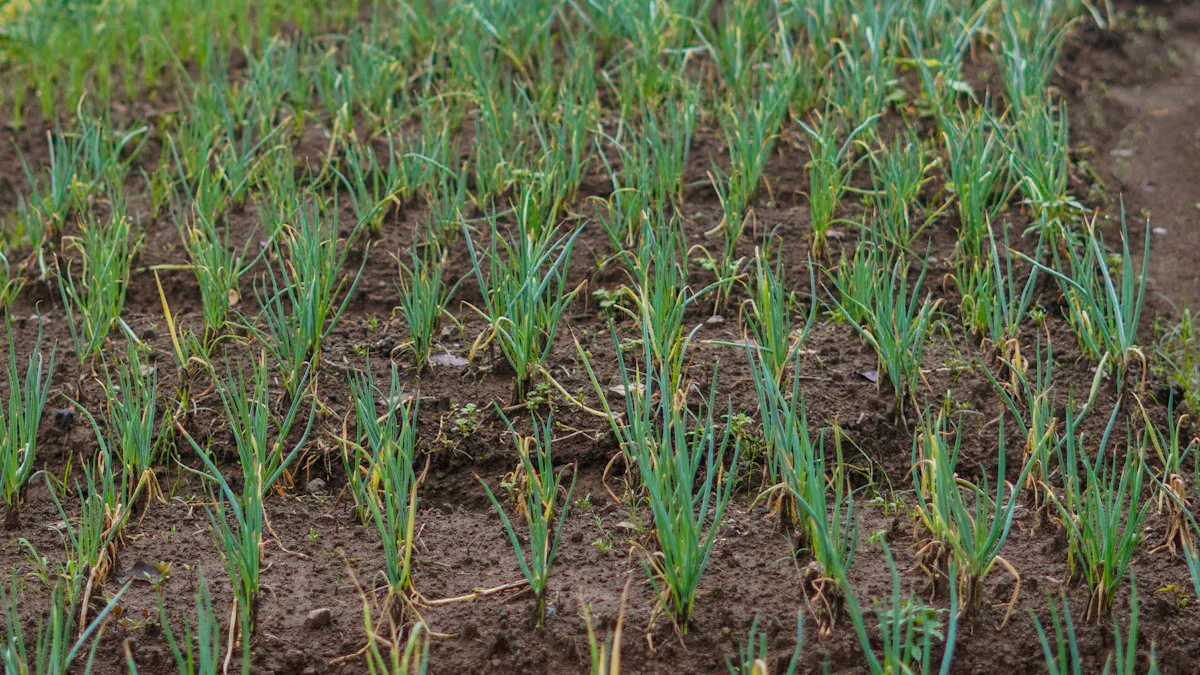 Uses in Agriculture