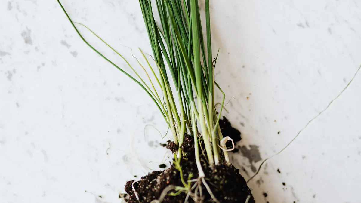 Plants that Benefit from Humic Acid