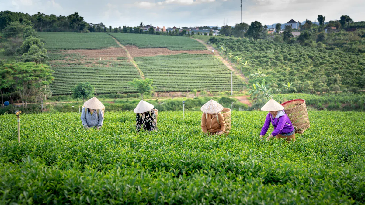 Main Crops Benefiting from Humic Acid Fertilizer