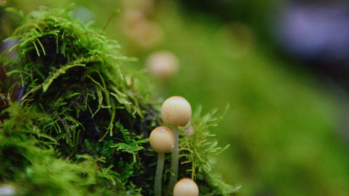 Humic Acid and Soil Fertility