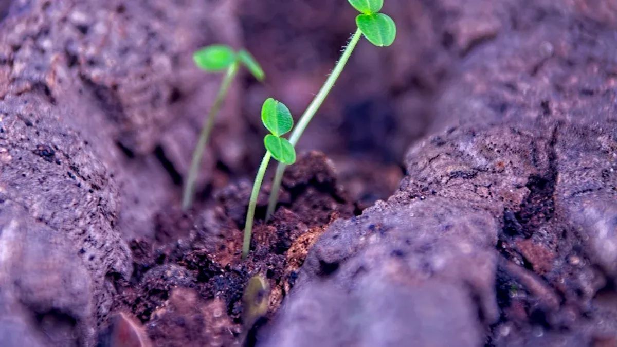 Humic Acid Fertilizer