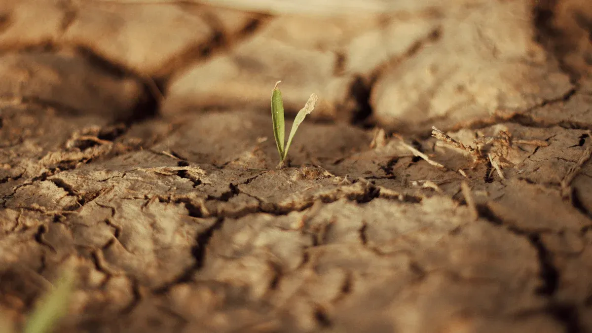 Drought Resistance